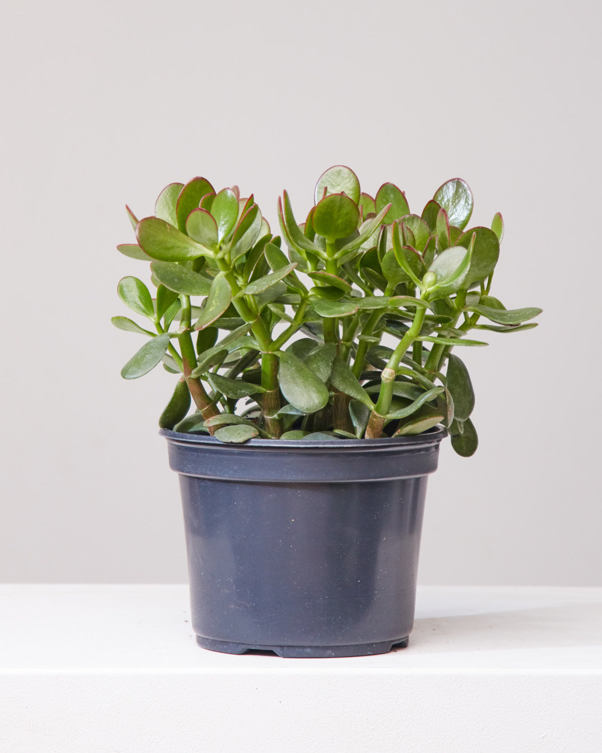 Jade Bush: Crassula ovata - 8 inch pot