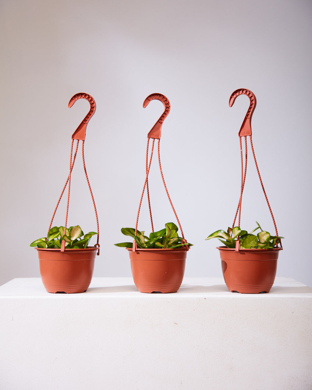 HOYA AUSTRALIS 'LISA' 6" HANGING BASKET