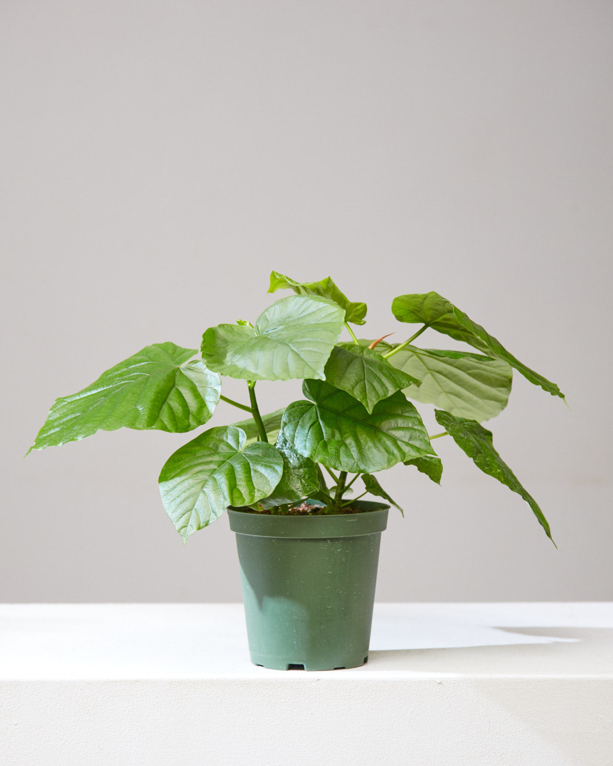 FICUS UMBELLATA 6" Grower Pot *COLLECTOR PLANT*