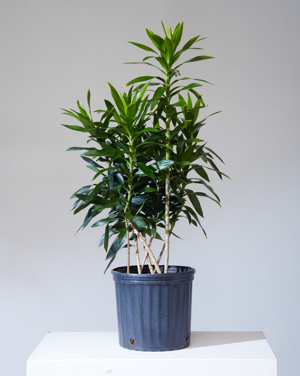 Pleomele: Dracaena reflexa - 10 inch pot - 2-4 foot tall
