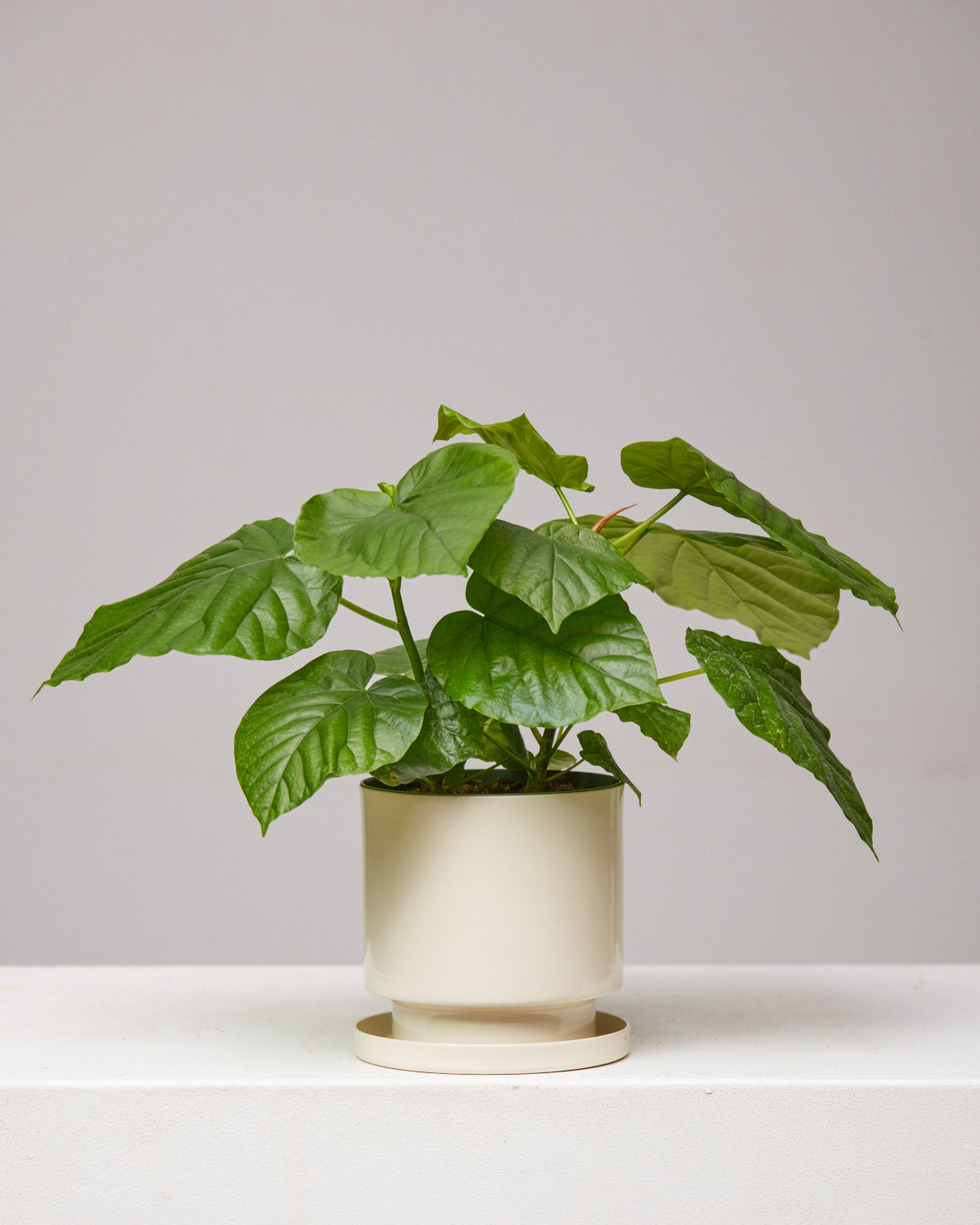 FICUS UMBELLATA 6" Grower Pot *COLLECTOR PLANT*