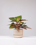 AGLAONEMA 'RUBY RAY' 6" Grower Pot