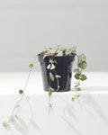 String of Hearts: Ceropegia woodii - 4 inch pot