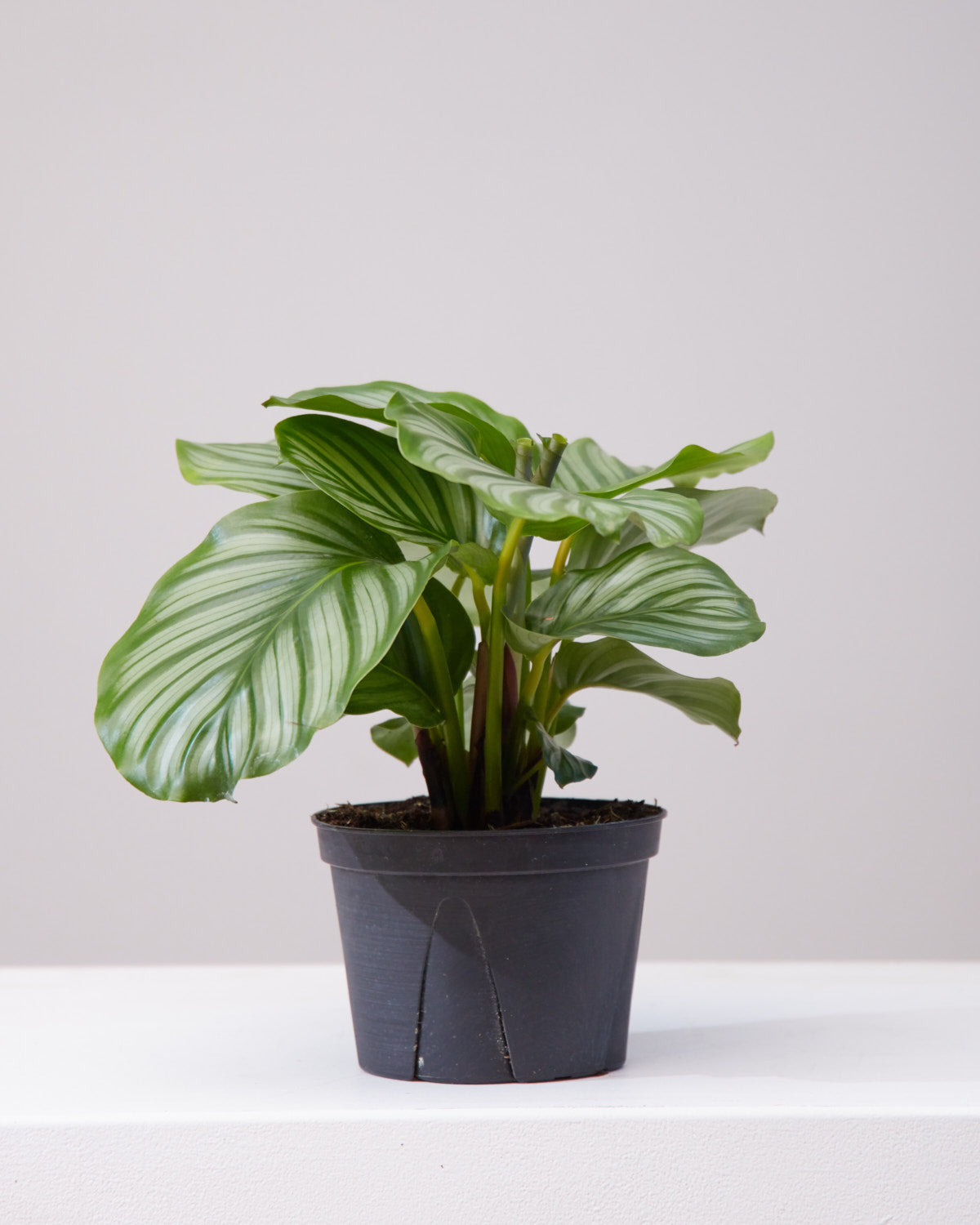 Round Leaf Calathea: Goeppertia orbifolia - 6 inch pot