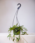 HOYA WAYETTI 6" HANGING BASKET