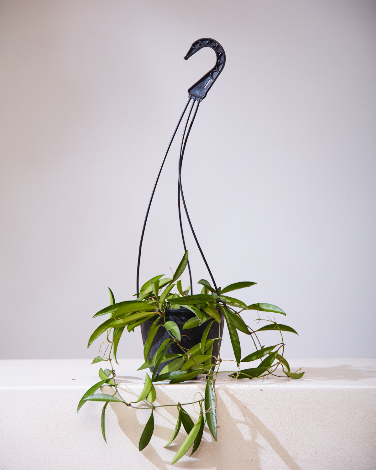 HOYA WAYETTI 6" HANGING BASKET