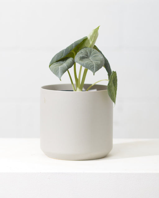 Grey Dragon Elephant Ear: Alocasia maharani - 6 inch pot