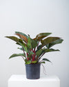 PHILODENDRON 'RED CONGO' 10" Grower Pot