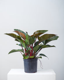  PHILODENDRON 'RED CONGO' 10" Grower Pot