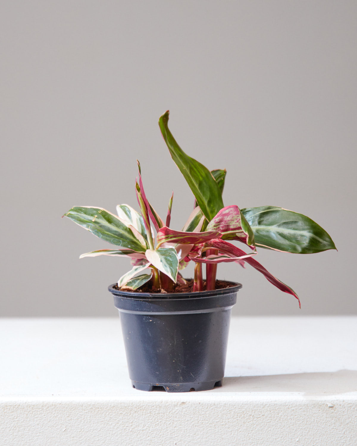 STROMANTHE 'TRIOSTAR' 4" Grower Pot