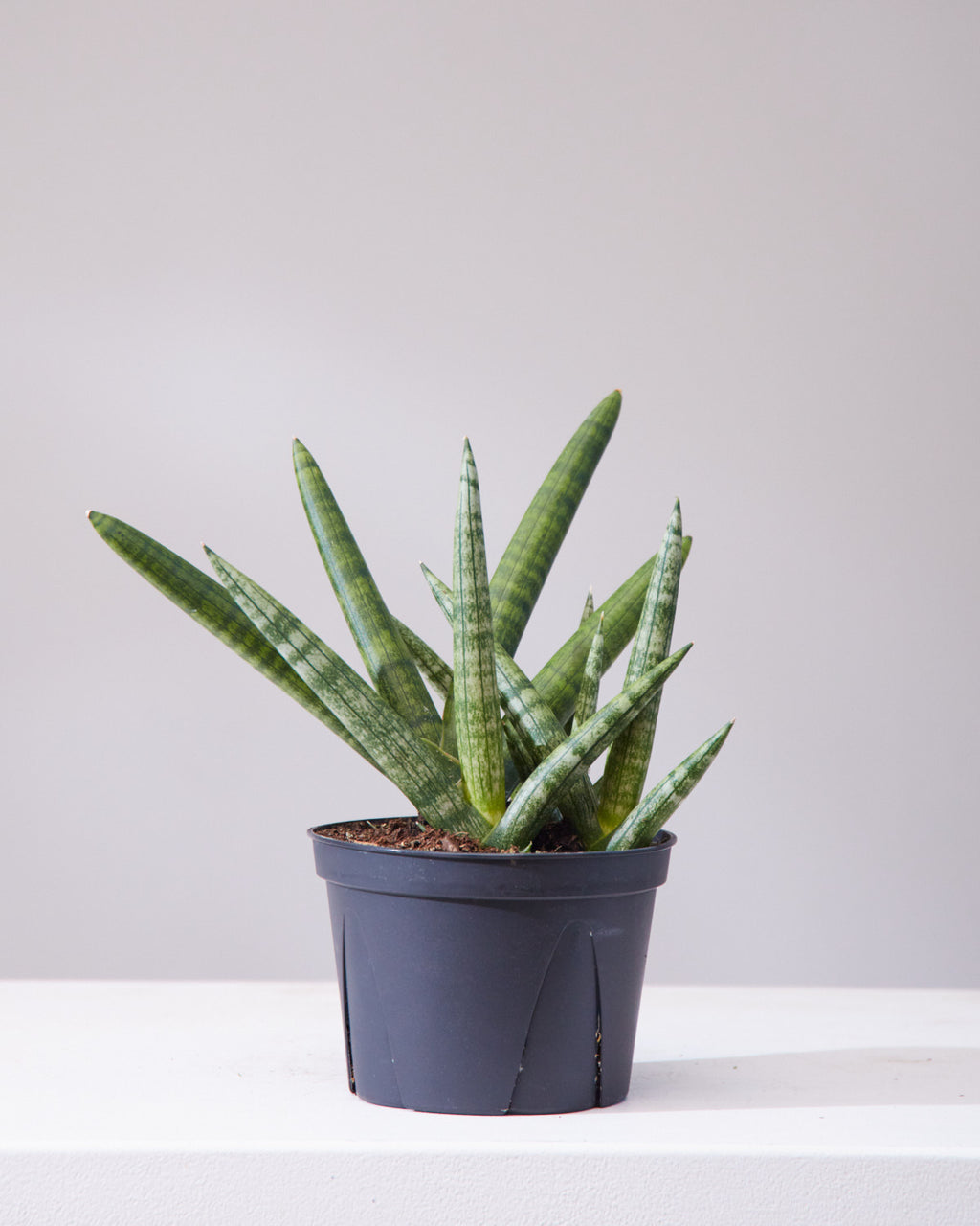 Starfish Snake Plant: Sansevieria cylindrica 'Boncel' - 6 inch pot