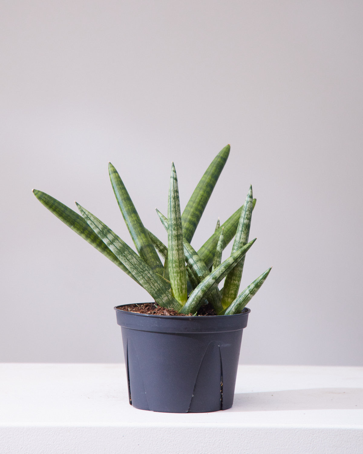 Starfish Snake Plant: Sansevieria cylindrica 'Boncel' - 6 inch pot