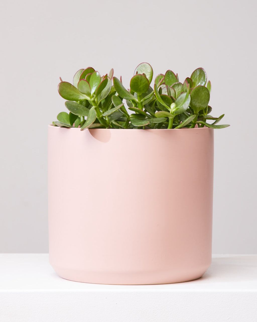 Jade Bush: Crassula ovata - 8 inch pot