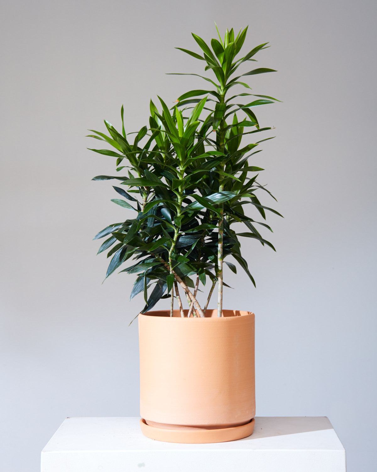Pleomele: Dracaena reflexa - 10 inch pot - 2-4 foot tall