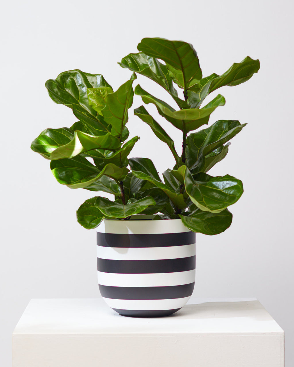 COMMON HOUSE - RUGBY PLANTER - Medium 11 Inch