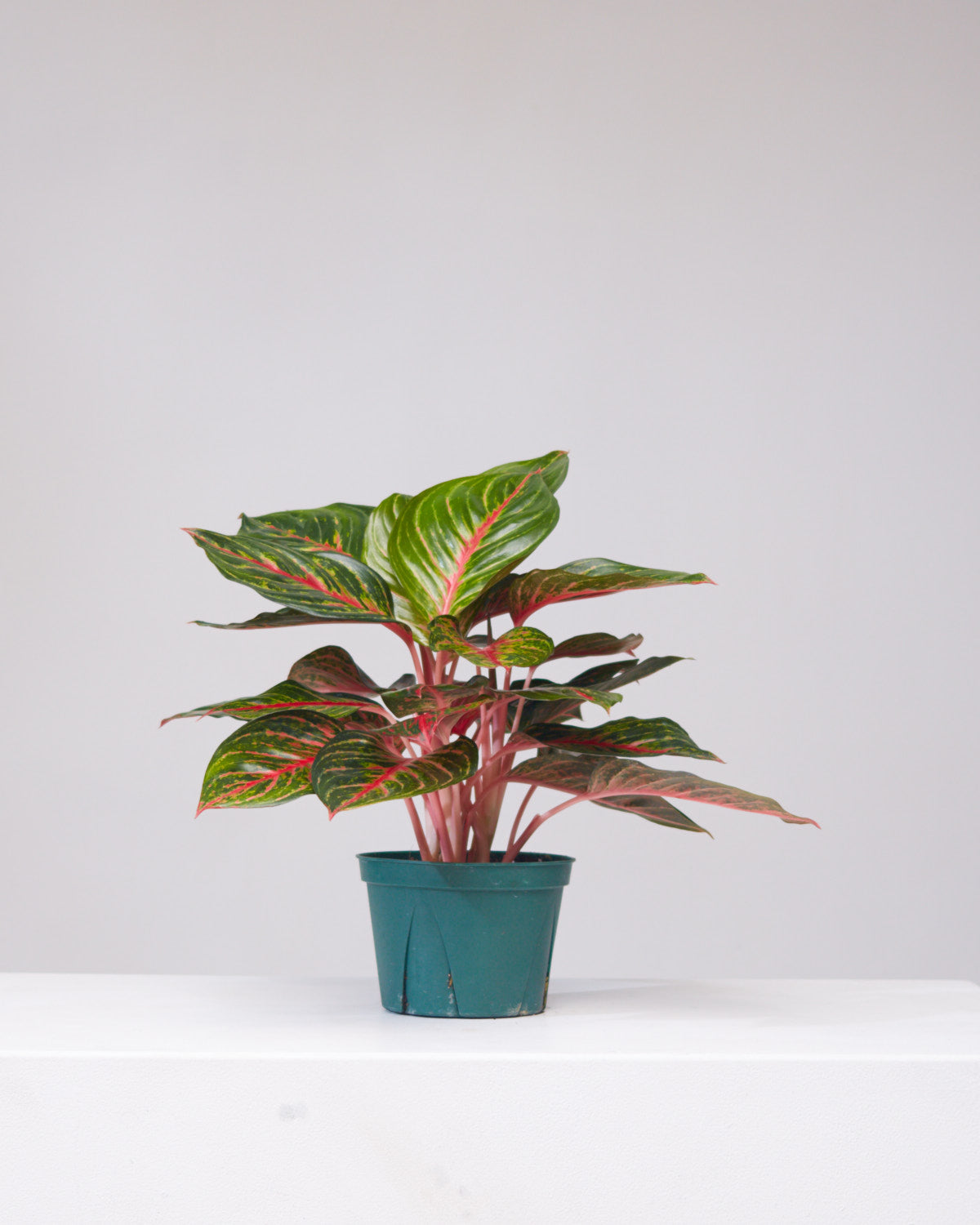 aglaonema ruby compacta AGLAONEMA 'RUBY RAY' 6" Grower Pot – Dynasty Plants