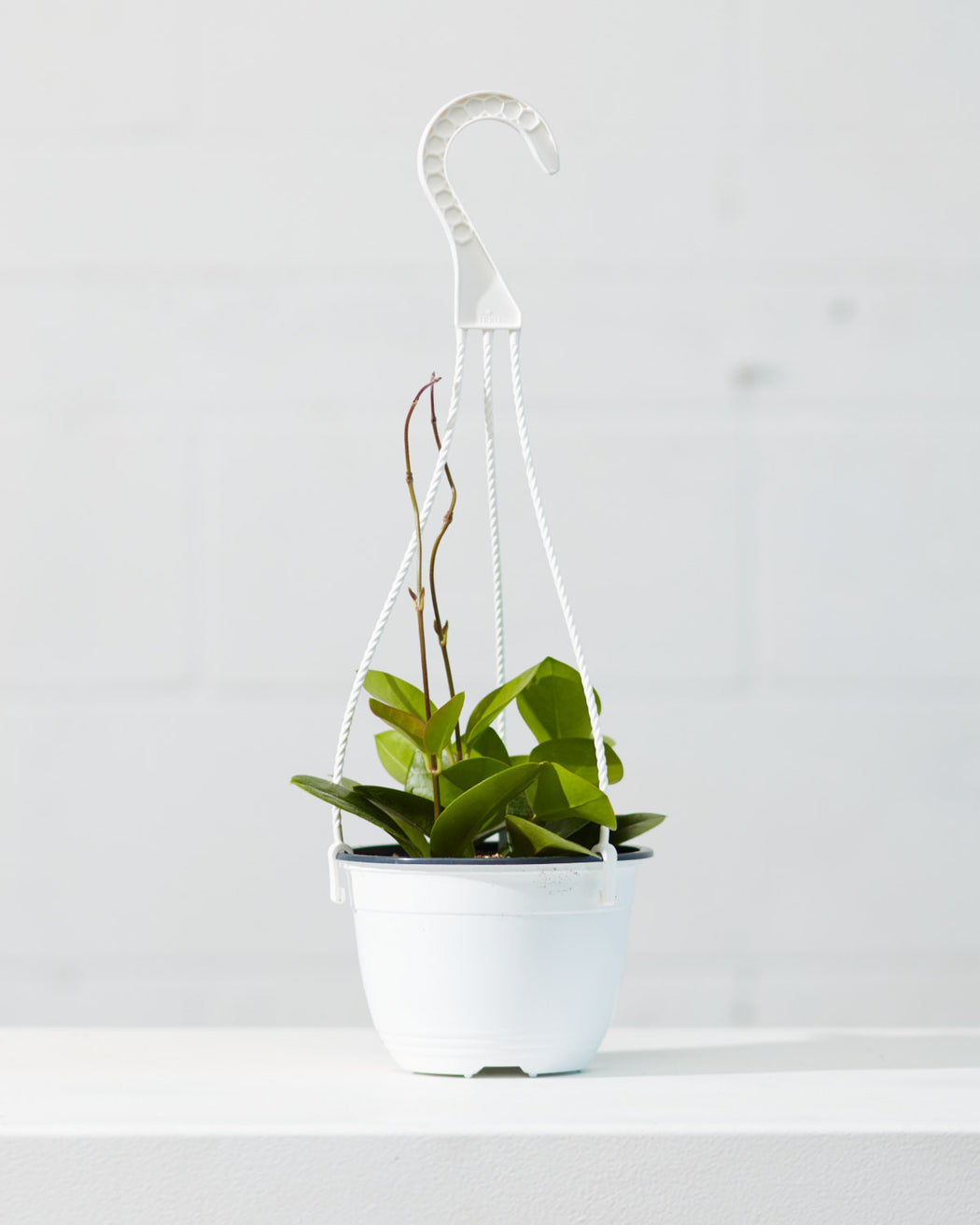 Wax Vine: Hoya australis - 6 inch hanging basket