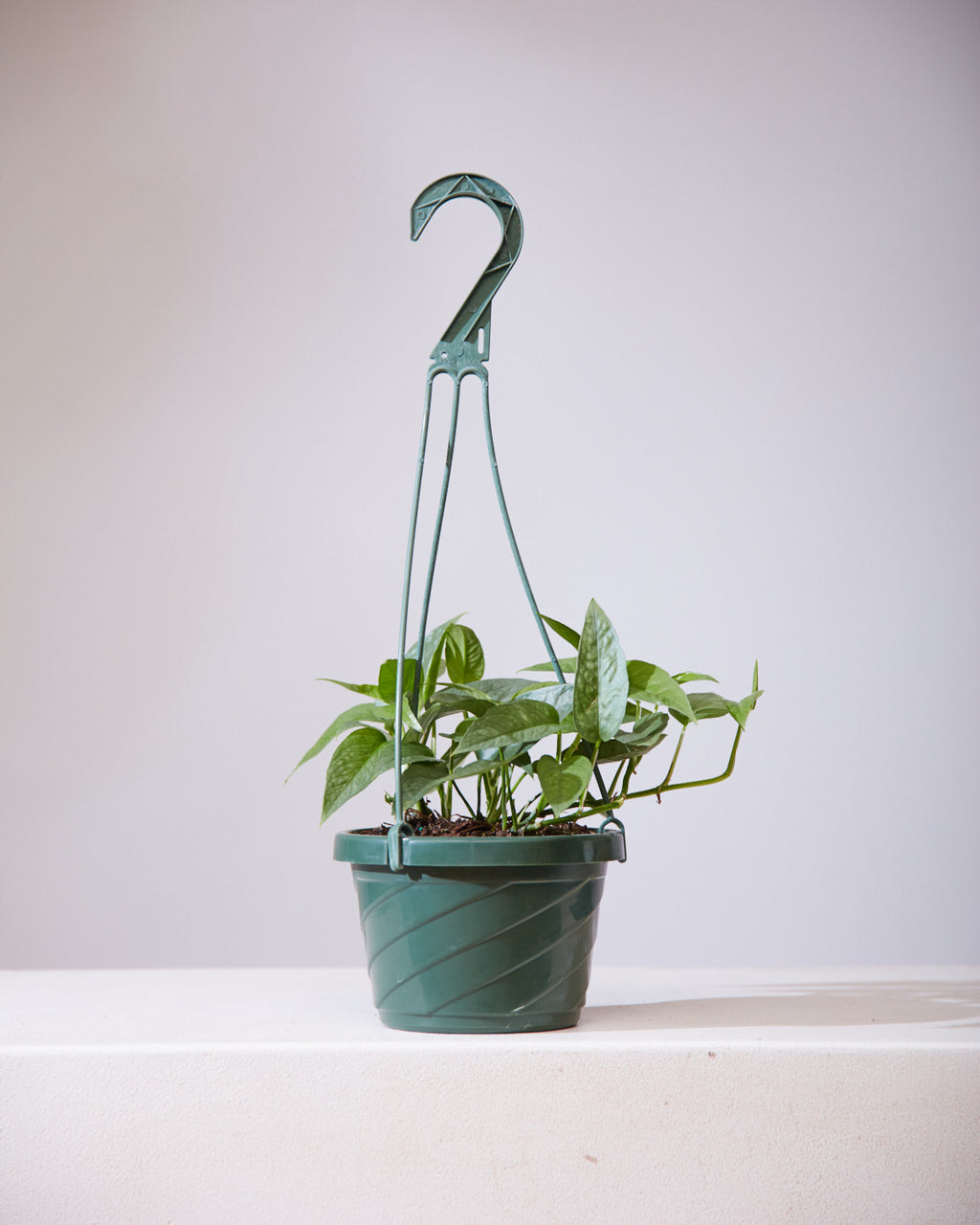 POTHOS CEBU BLUE 6" HANGING BASKET