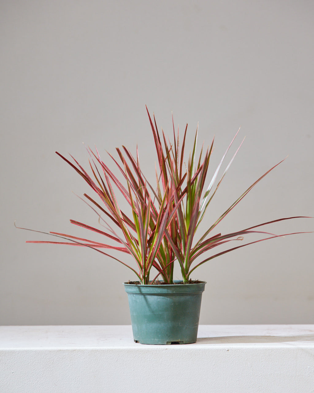 DRACAENA MARGINATA 'COLORAMA' 6" Grower Pot