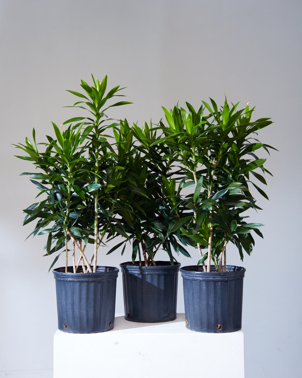 Pleomele: Dracaena reflexa - 10 inch pot - 2-4 foot tall