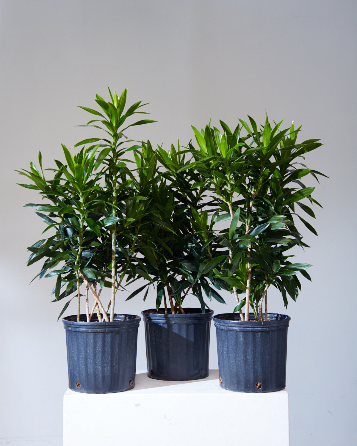Pleomele: Dracaena reflexa - 10 inch pot - 2-4 foot tall
