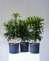 DRACAENA REFLEXA 10" Grower Pot (3-4 ft tall)