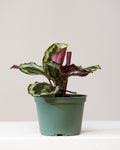 Medallion Calathea: Goeppertia roseopicta - 6 inch pot