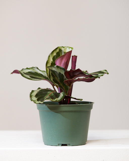 Medallion Calathea: Goeppertia roseopicta - 6 inch pot