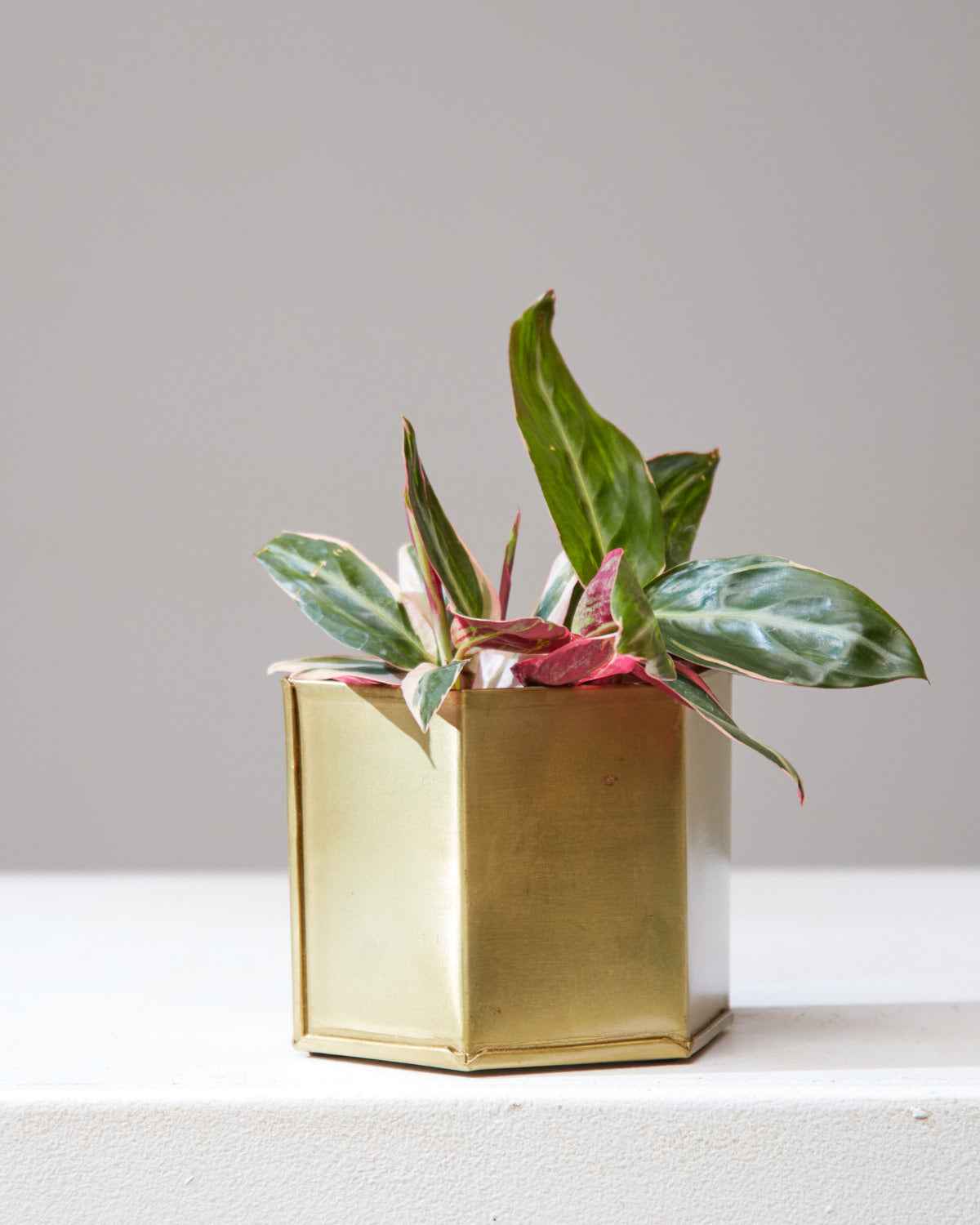 STROMANTHE 'TRIOSTAR' 4" Grower Pot
