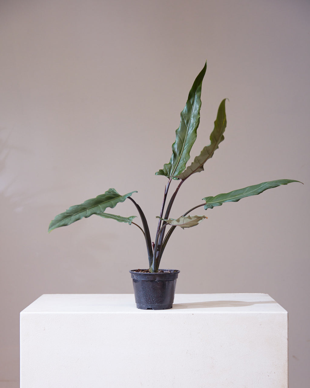 Purple Sword Elephant Ear: Alocasia lauterbachiana - 6 inch pot