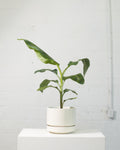 Cavendish Banana: Musa - 8 inch pot - 3 foot tall