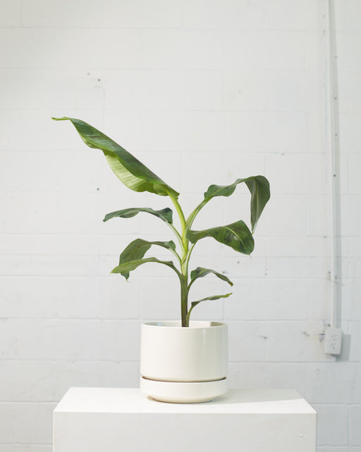 Cavendish Banana: Musa - 8 inch pot - 3 foot tall