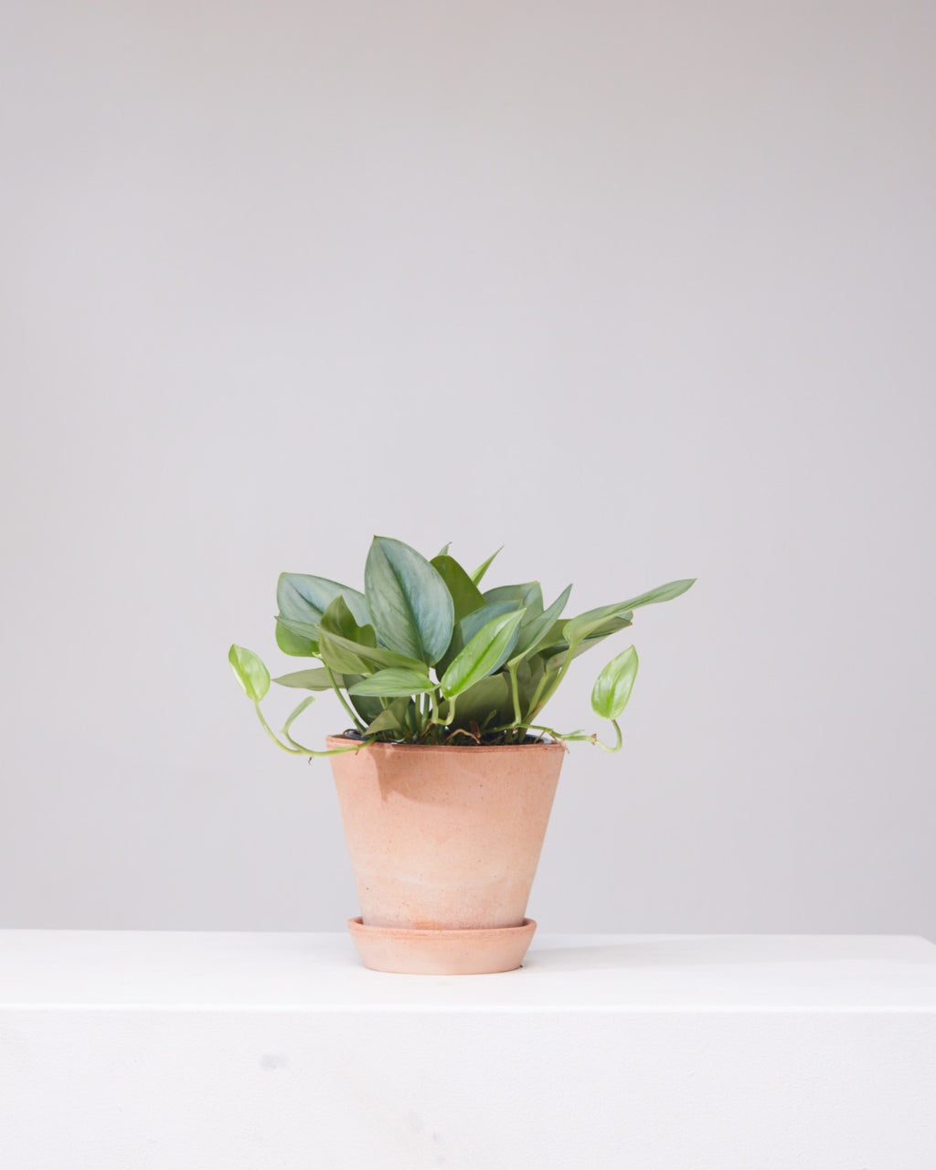 Sterling Silver Pothos: Scindapsus treubii 'Moonlight' - 6 inch pot