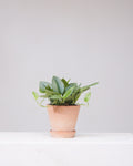 Sterling Silver Pothos: Scindapsus treubii 'Moonlight' - 6 inch pot