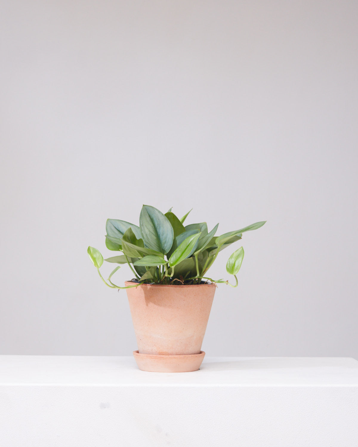 Sterling Silver Pothos: Scindapsus treubii 'Moonlight' - 6 inch pot