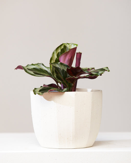 Medallion Calathea: Goeppertia roseopicta - 6 inch pot