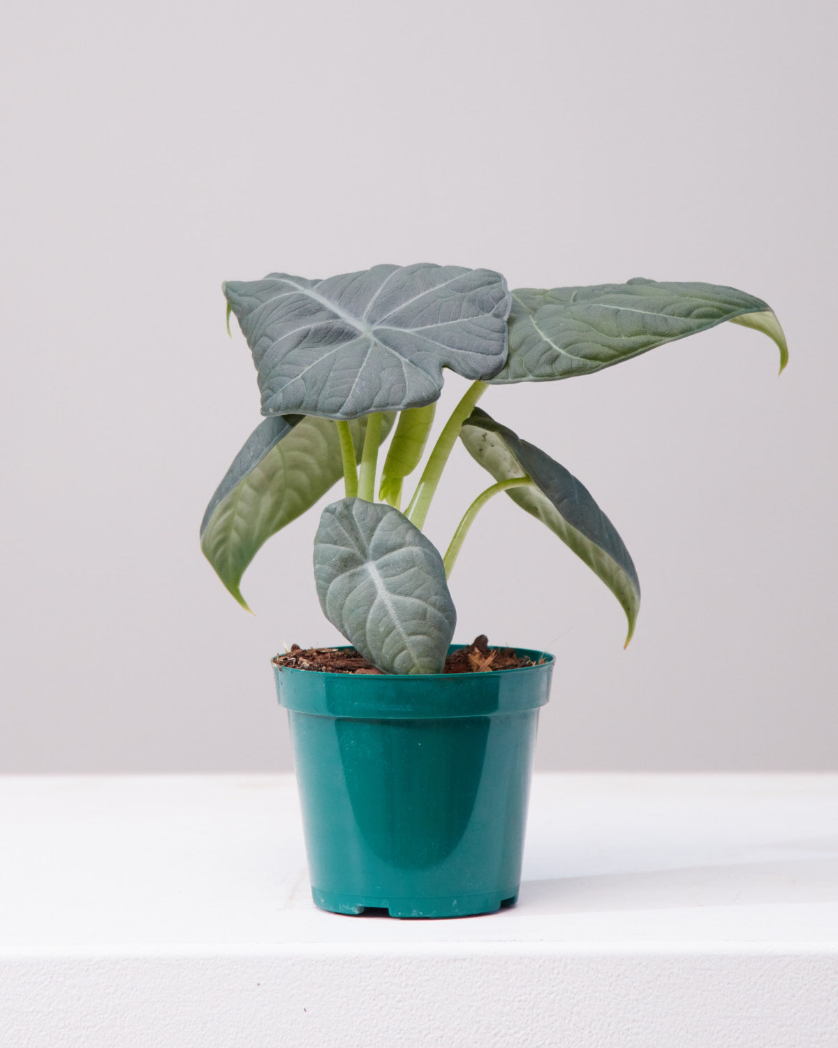 ALOCASIA 'MAHARANI' 4" Grower Pot