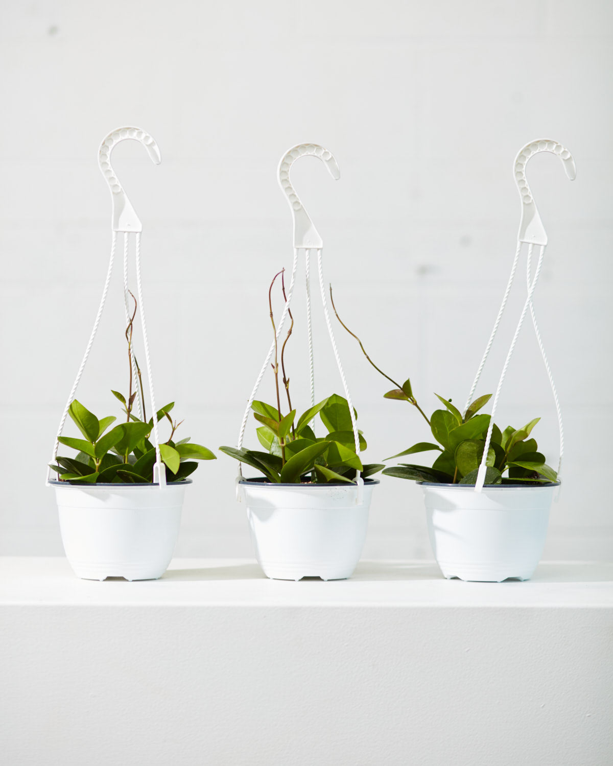 Wax Vine: Hoya australis - 6 inch hanging basket