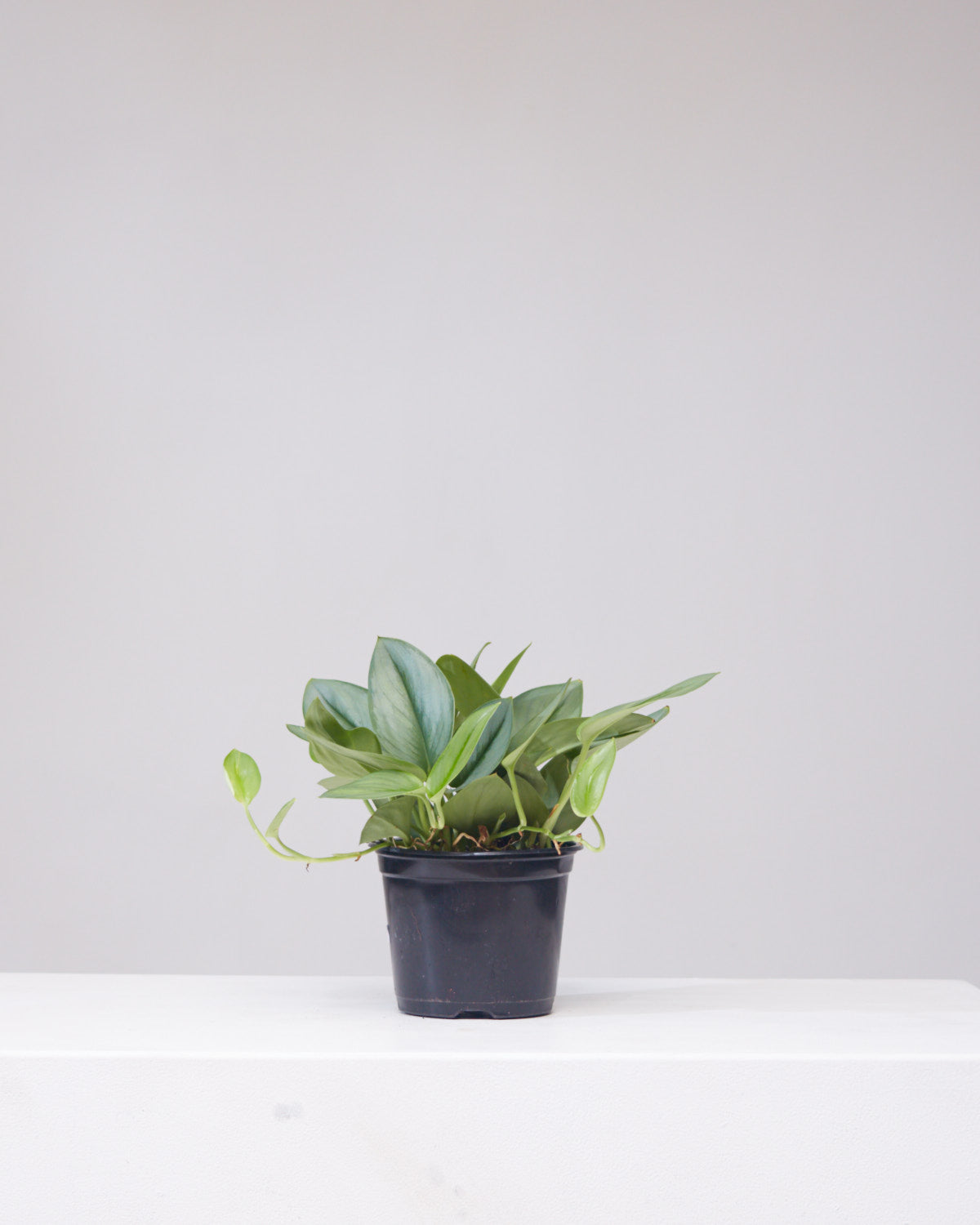 Sterling Silver Pothos: Scindapsus treubii 'Moonlight' - 6 inch pot