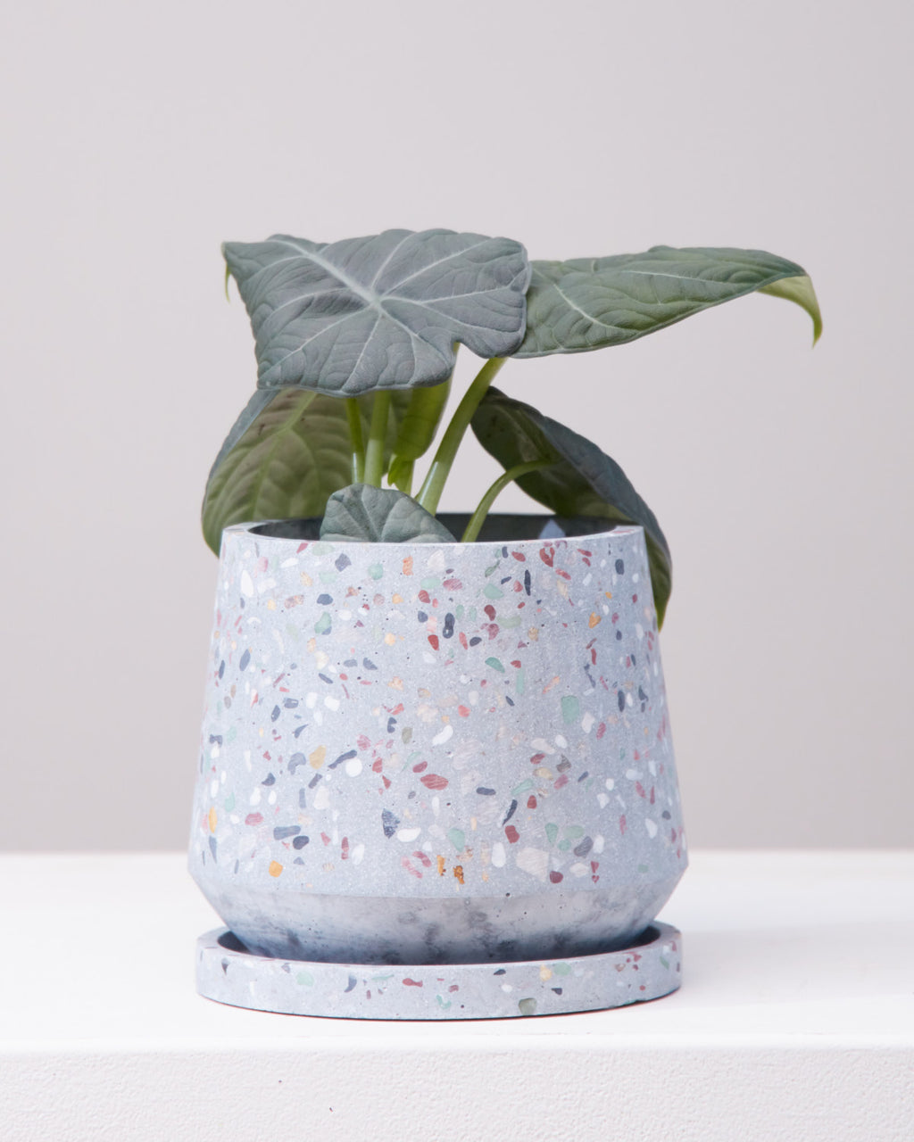 HEATHER PLANTER Small 5.75 Inch