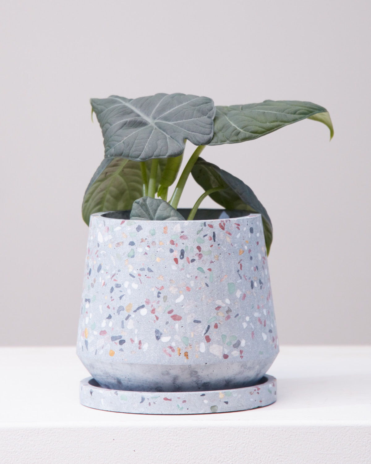 HEATHER PLANTER Small 5.75 Inch