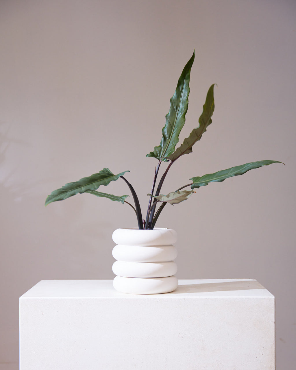 Purple Sword Elephant Ear: Alocasia lauterbachiana - 6 inch pot