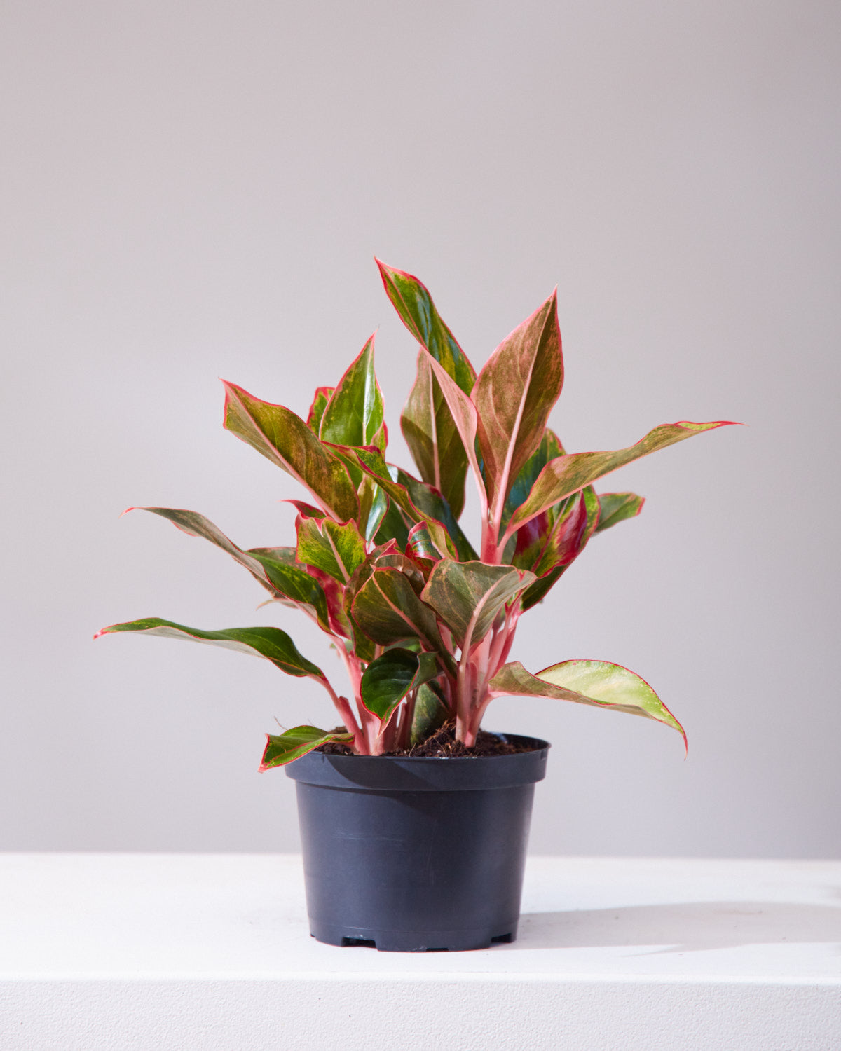 Siam Red Gold Chinese Evergreen: Aglaonema - 5 inch pot