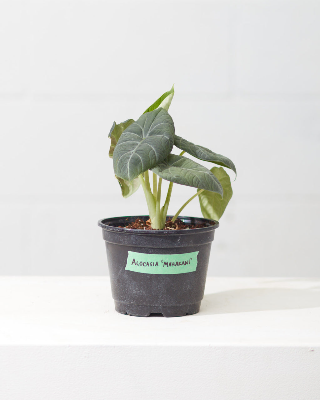 Grey Dragon Elephant Ear: Alocasia maharani - 6 inch pot