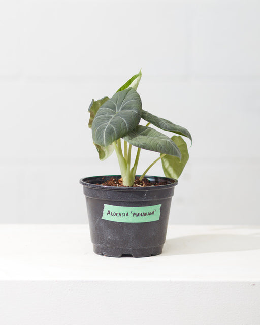 Grey Dragon Elephant Ear: Alocasia maharani - 6 inch pot