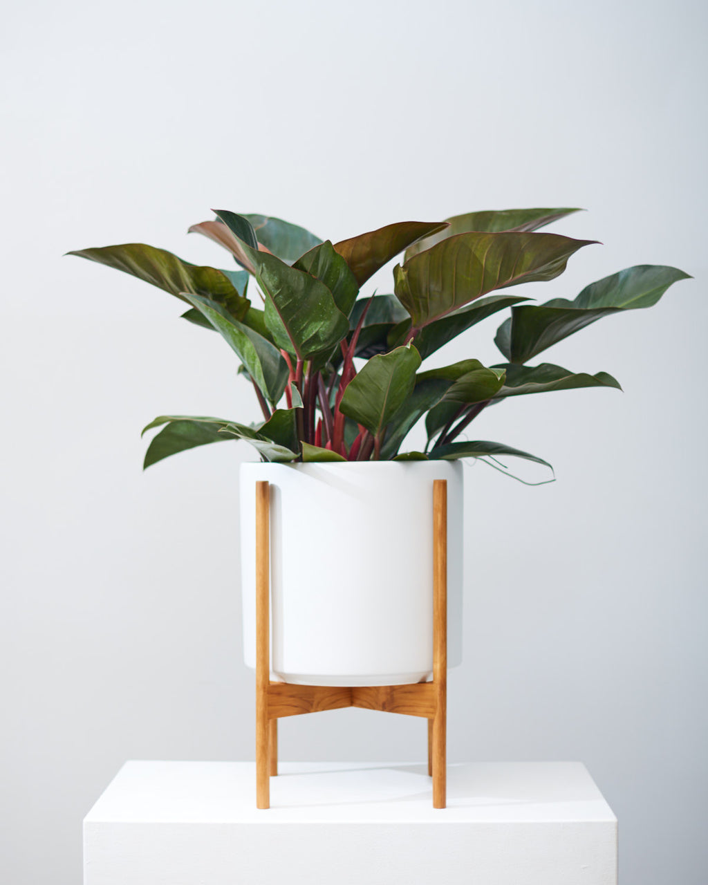 Congo Rojo: Philodendron - 10 inch pot