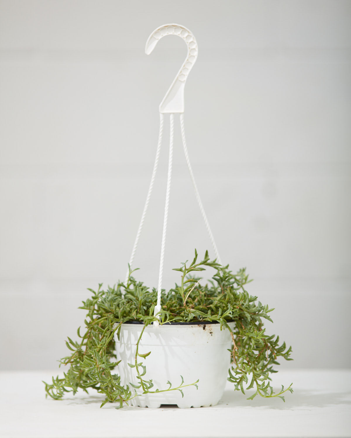 SENECIO 'STRING OF DOLPHINS' 6" HANGING BASKET