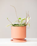 HOYA KRIMSON QUEEN 6" Grower Pot