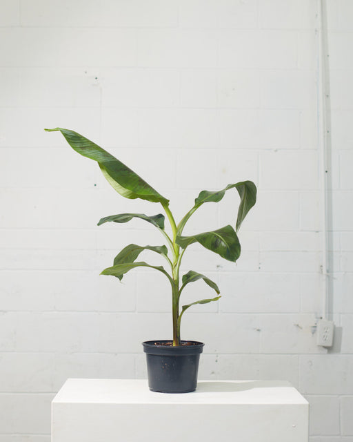 Cavendish Banana: Musa - 8 inch pot - 3 foot tall