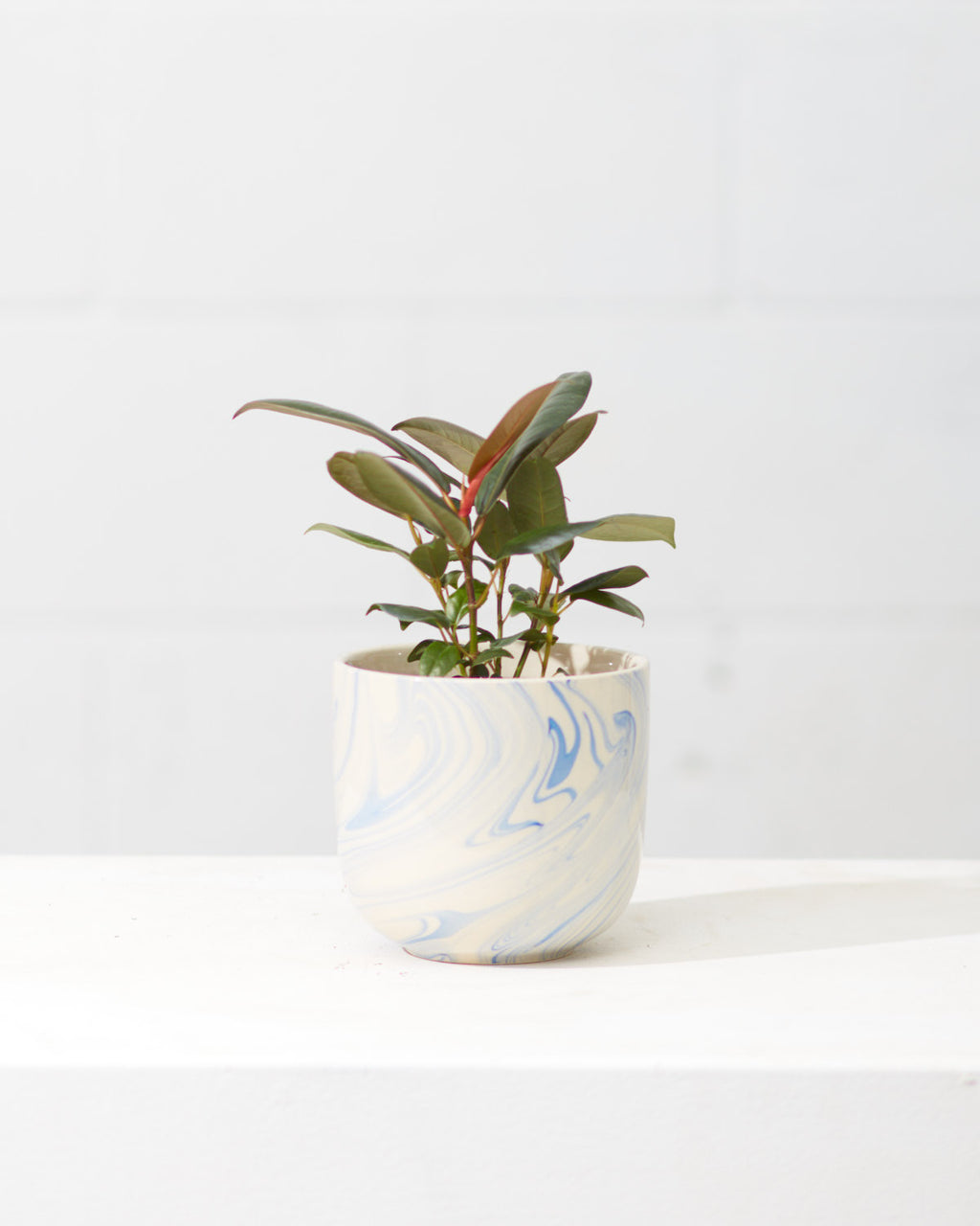 Burgundy Rubber Plant: Ficus elastica - 4 inch pot